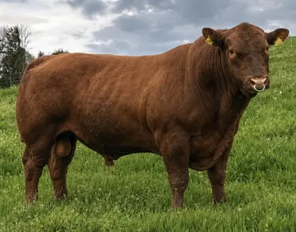 Roter Angus-Stier „Oskar“ zu verkaufen