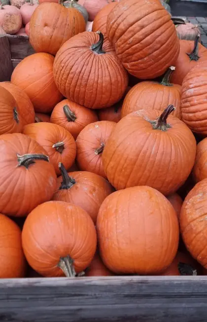 Kürbisse für Halloween