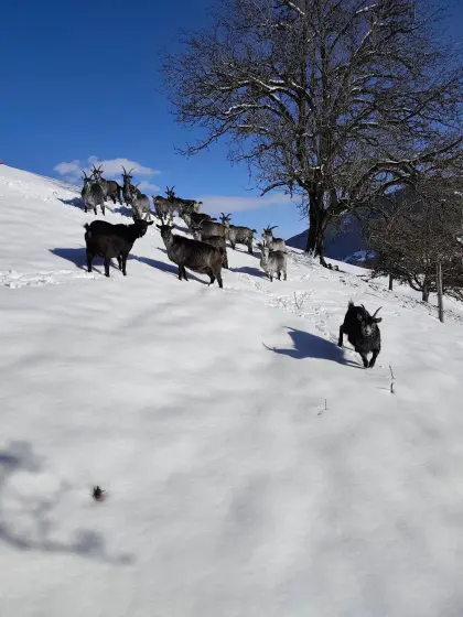 BLOBE-Kitz, schwarz