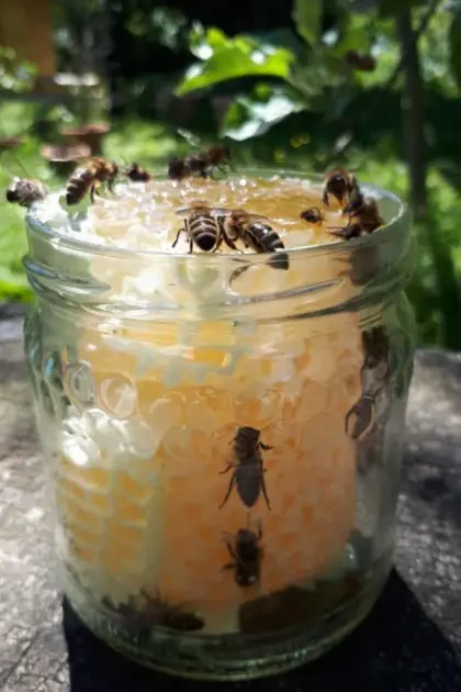 Unikat Naturbau-Wabenhonig im Glas