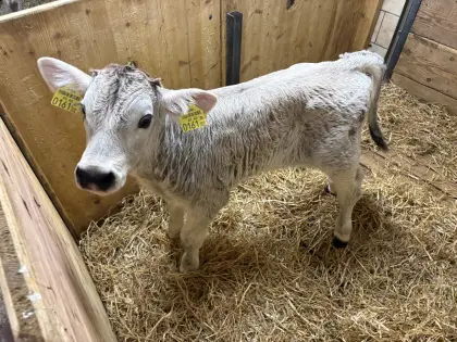 Stierkalb zu verkaufen
