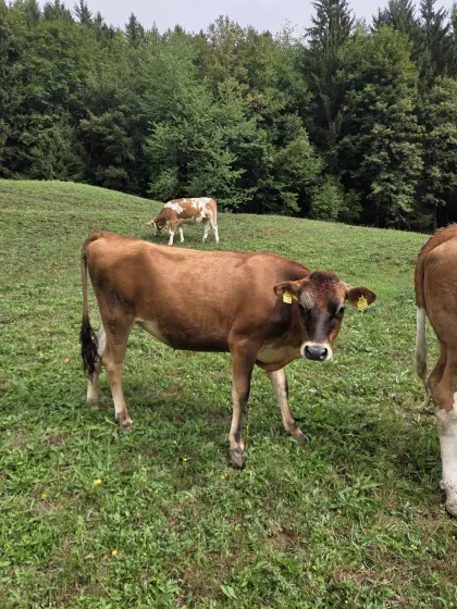 Verkaufe Bio-Kalbin JE