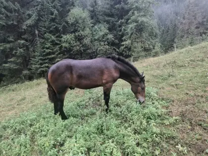 Noriker Hengstfohlen