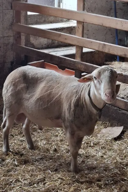 Verkaufe BIO Lacon Bock, 5-6 Jahre alt