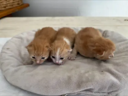 Katzenbabys