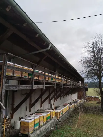 Honig
