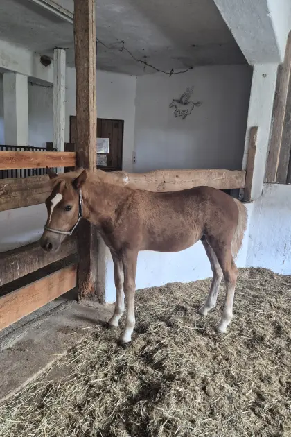 Haflinger Hengstfohlen