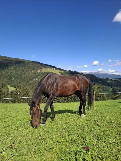Warmblut