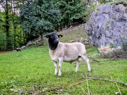 Dorper-Widder