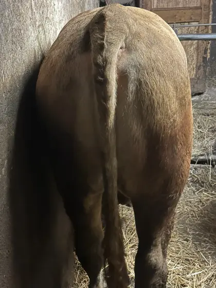 FV-Stier