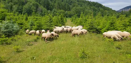 2 Shropshire-Lämmer (m) zu verkaufen, Bez. VK, Ktn.