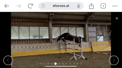 Springpferd der Extraklasse, österr. Warmblut