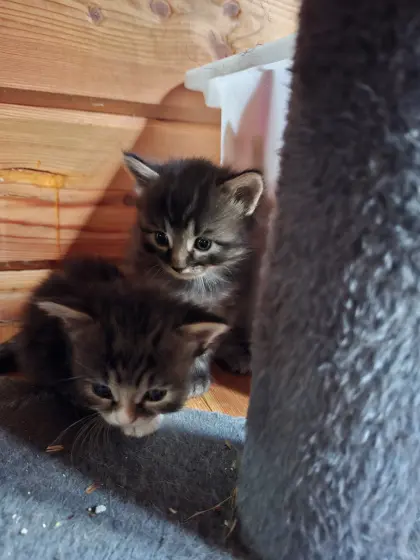 Deutsche Langhaar Babykatzen