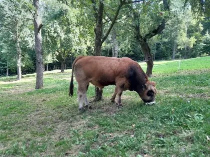 Reinrassiger Aubrac-Stier