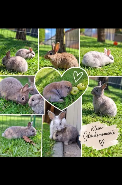 Zwergkaninchen