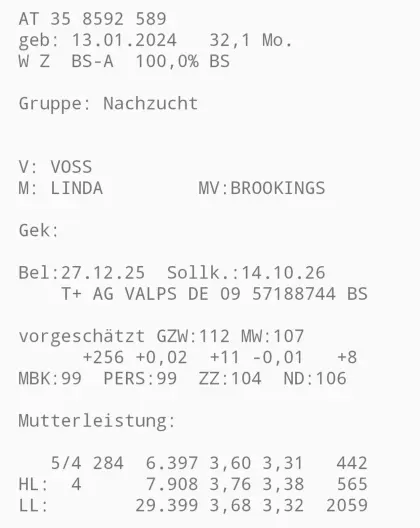 Verkaufe hochträchtiges Rind