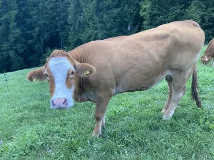 Bio-Limo-Kuh