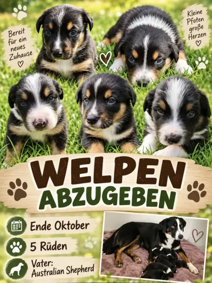 Appenzeller, Mischlinge, Welpen