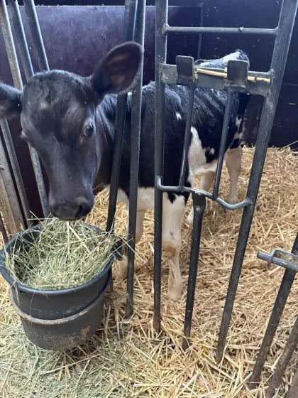 Holstein-Kuhkalb