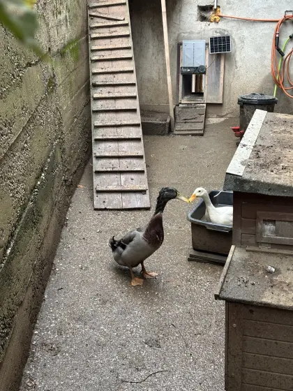 Enten