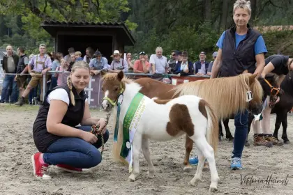 Mini-Shetlandpony-Stutfohlen