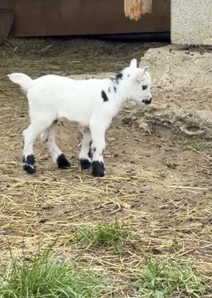 Mini-Zwergziegen