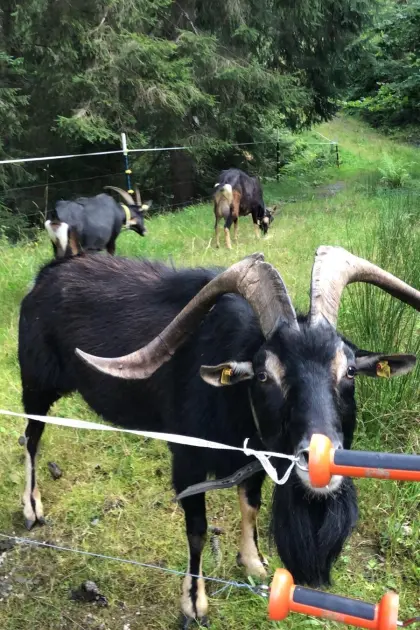 Verkaufe 1A Pinzgauer Strahlenziegenbock
