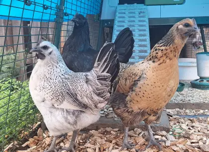 Ayam Cemani und Dongxiang Lukedanji