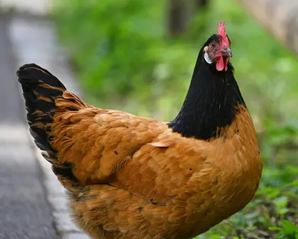 Rassegeflügel, Geflügel, Vorwerk Hennen, Hühner