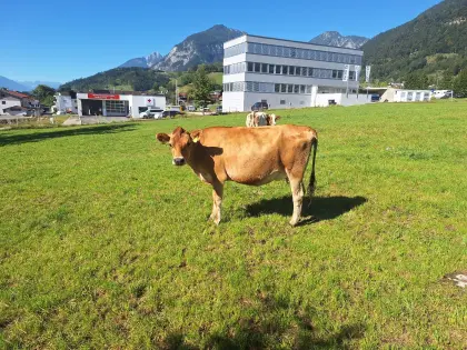 Jersey Kalbin