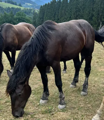Lilli-LB, Noriker Stute