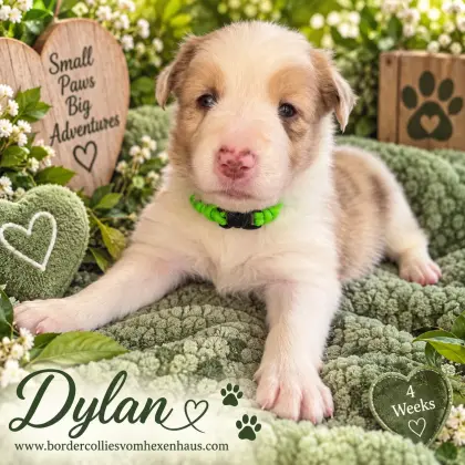Border-Collie-Welpen