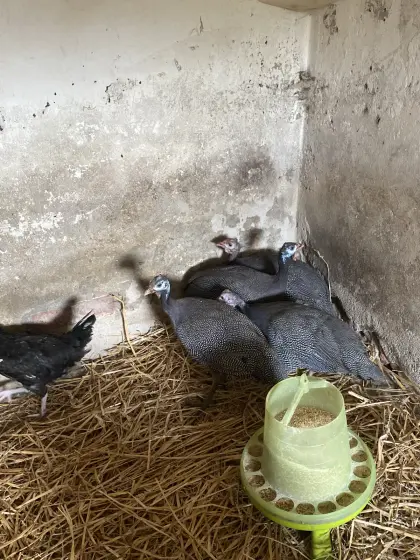 Perlhuhnpärchen