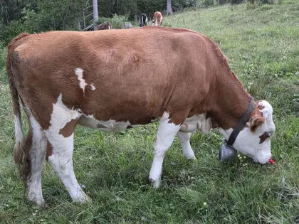 Trächtige FV-Kalbinnen zu verkaufen
