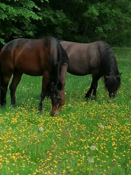 2 liebe Freizeitpferde