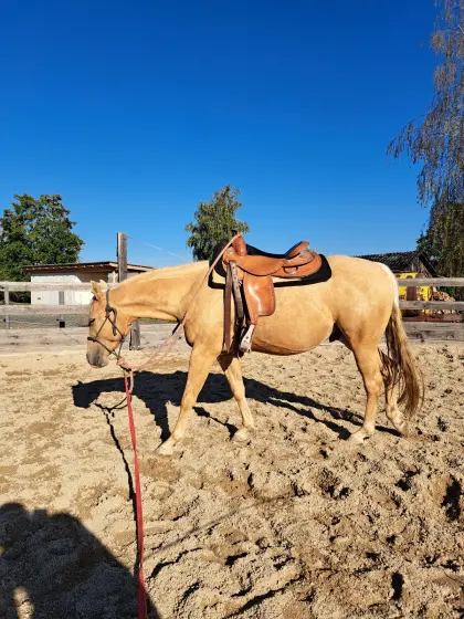 Quarter Horse Wallach Sweet Valentine
