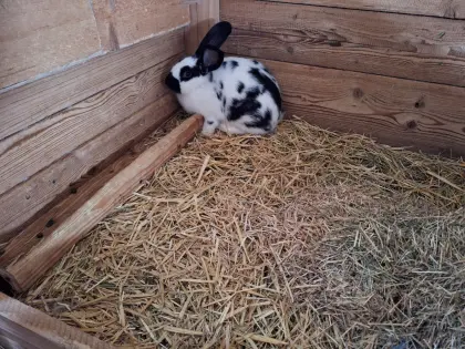 Verkaufe Kaninchenweibchen
