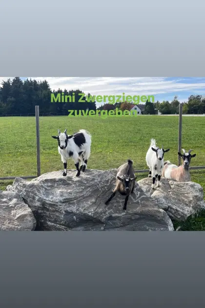 Mini-Zwergziegen