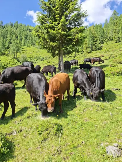 Bio Angus