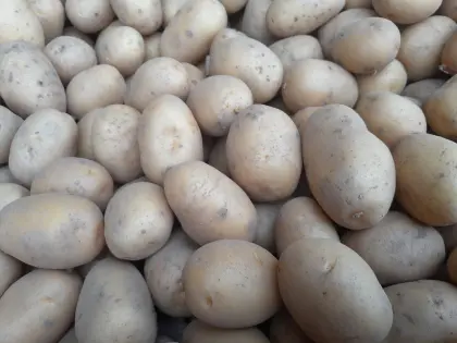 Babykartoffeln