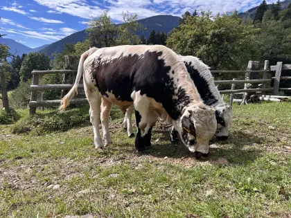 Pustertaler Sprinzen Stierkalb