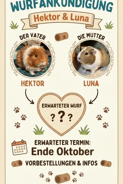 Meerschweinchen