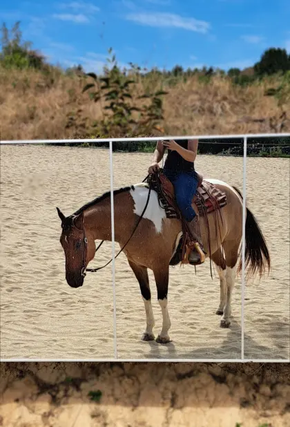 Joey, hübscher Paint Horse Wallach