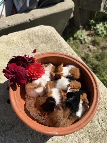 Meerschweinchen