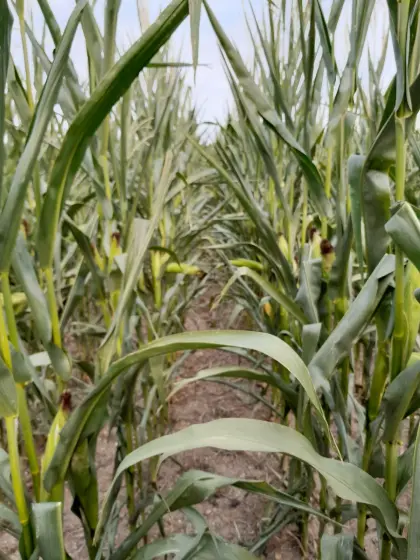 Silomais ab Feld