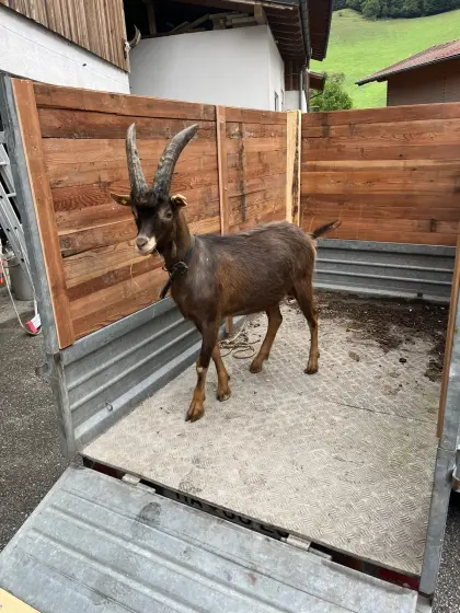 Verkaufe diesen Aostabock