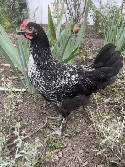 Mix-Hahn, Marans, Hahn, Huhn, Henne, Hühner, Küken