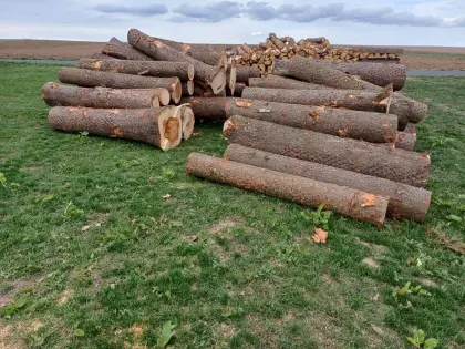 Rundholz für Brennholz