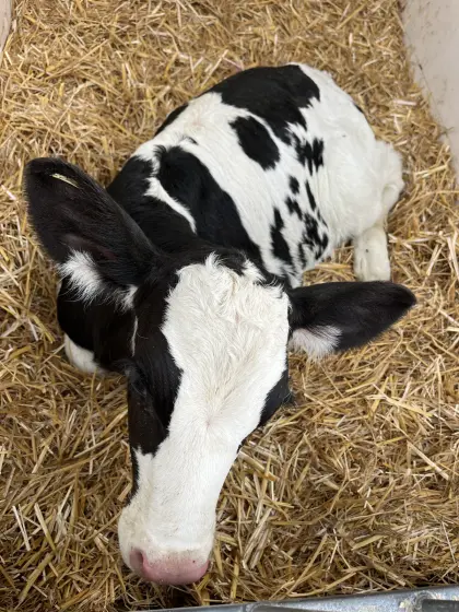 Verkaufe 2 weibliche Holstein-Zuchtkälber