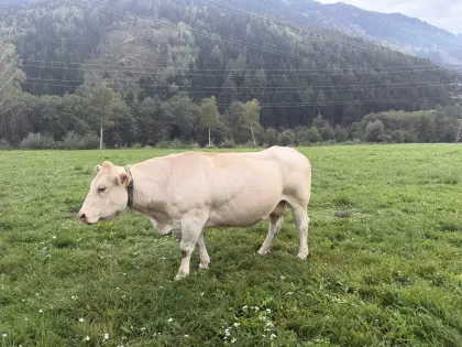 Blonde d’Aquitaine